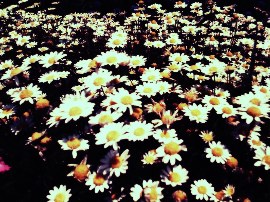 Riverside Flowers #1