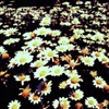Riverside Flowers #1