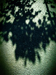 Leaves Shadow