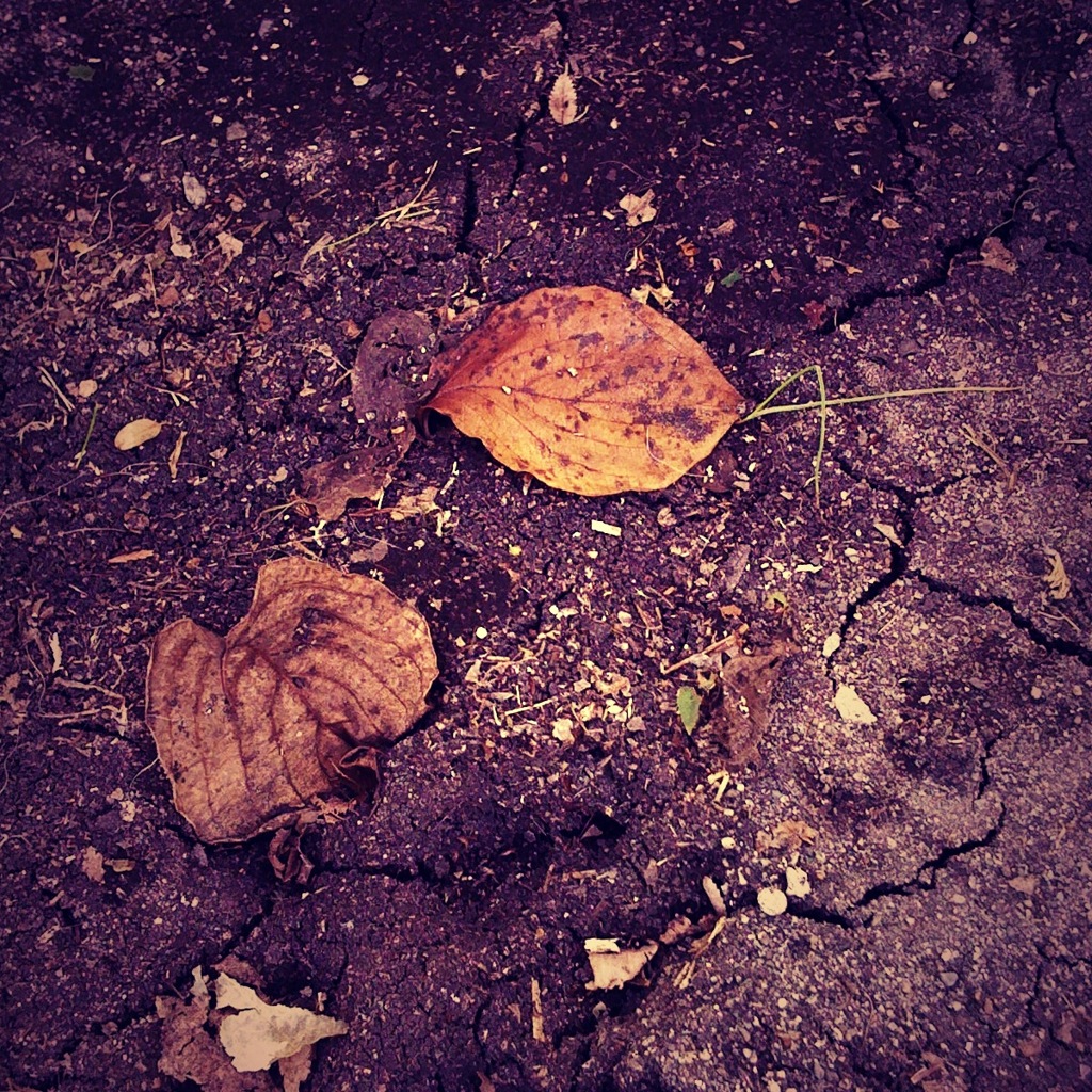 Fallen Leaves #1