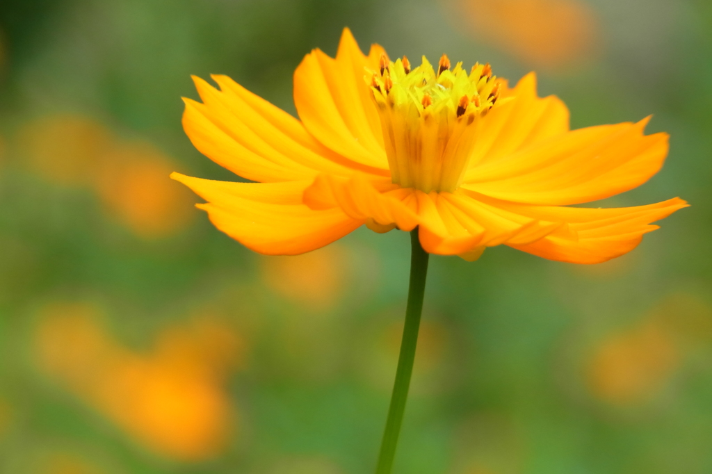 Orange Cosmos