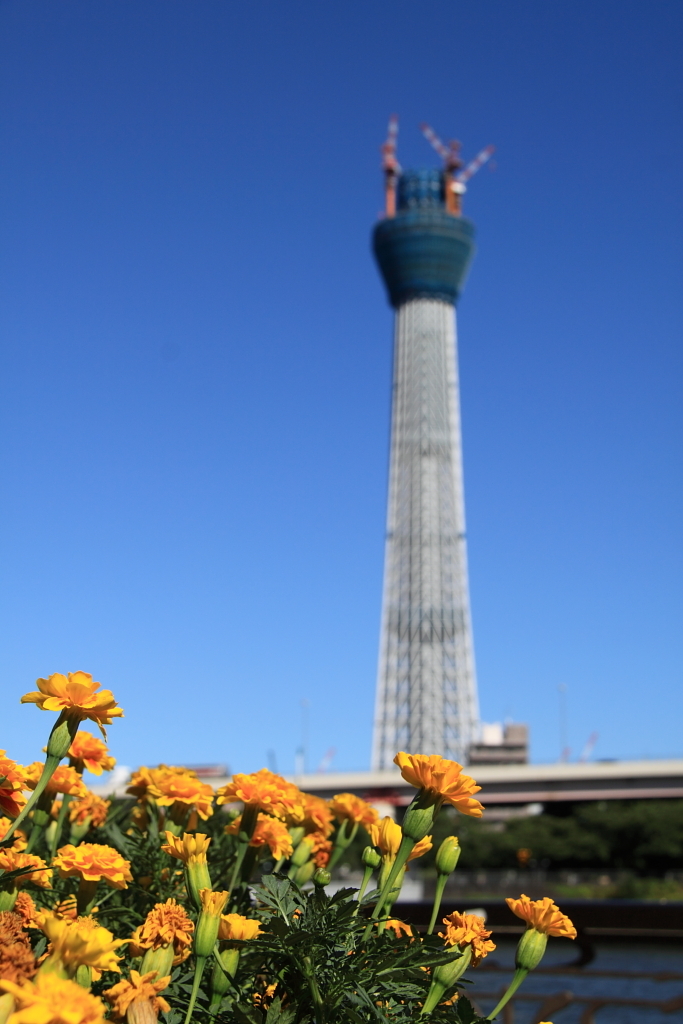 隅田川のほとりにて