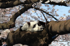 上野公園の桜と猫