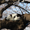 上野公園の桜と猫