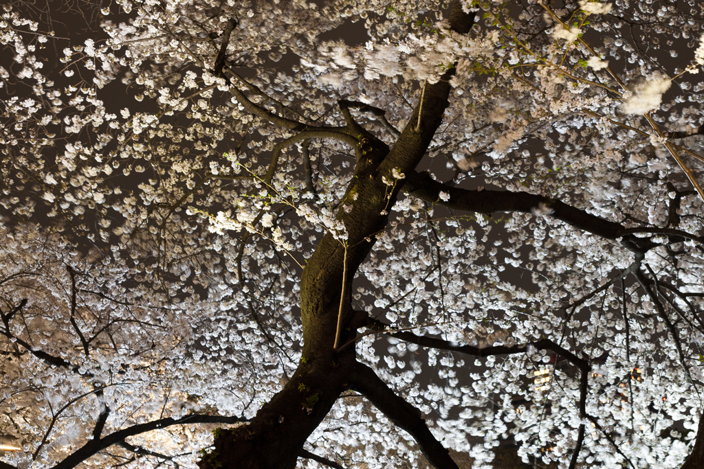 夜桜