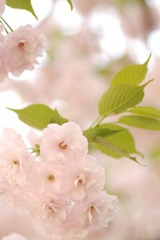 八重桜