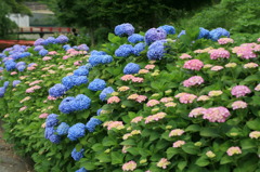 紫陽花