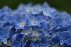 紫陽花