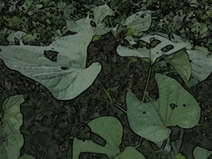 さつまいもの葉