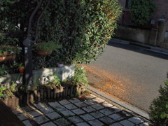 金木犀(1)