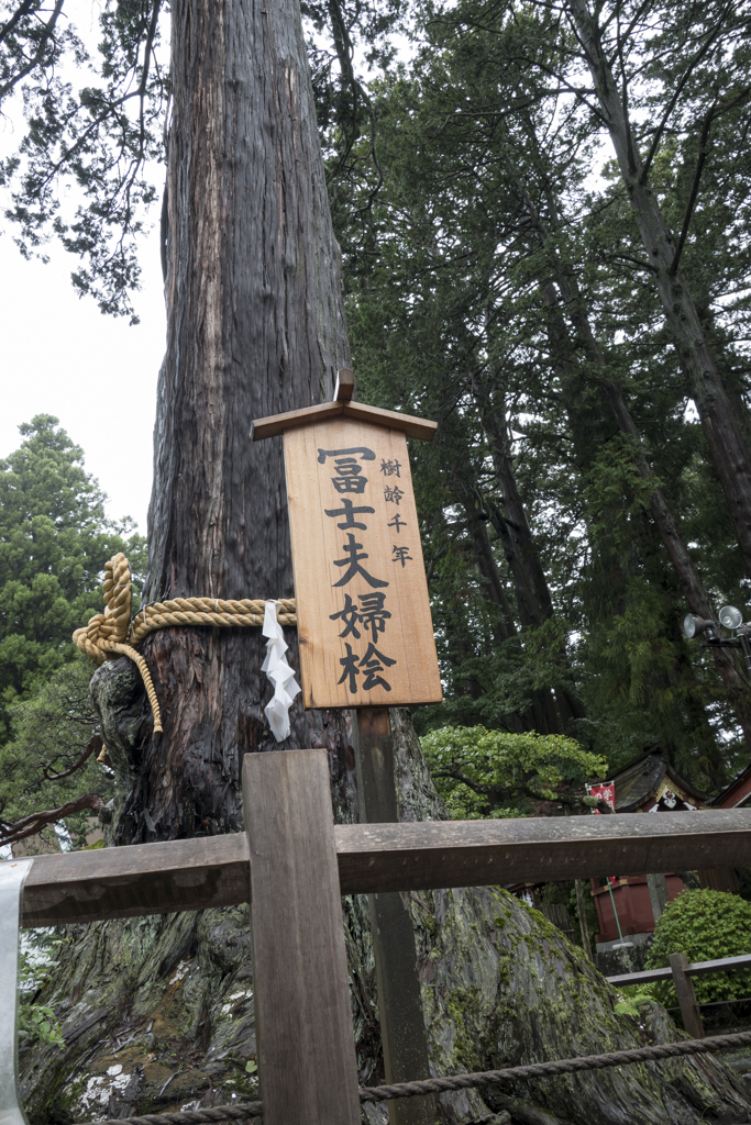 富士北口本宮浅間神社・御神木3