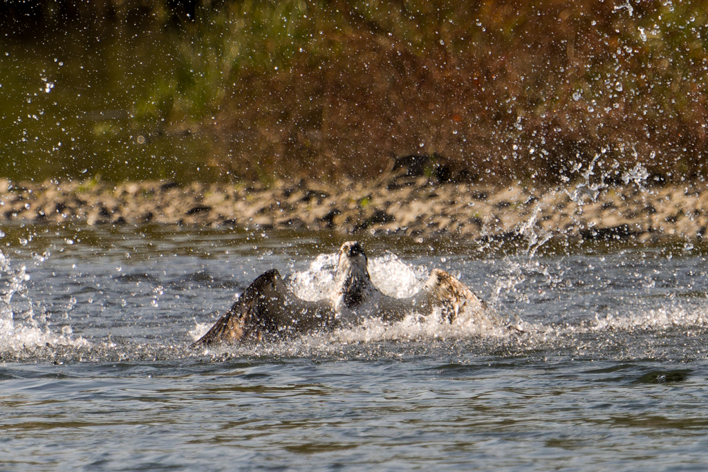 ミサゴ狩り空振り３