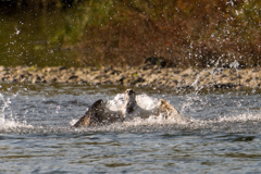 ミサゴ狩り空振り３
