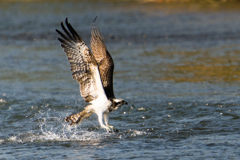 ミサゴ狩り空振り１