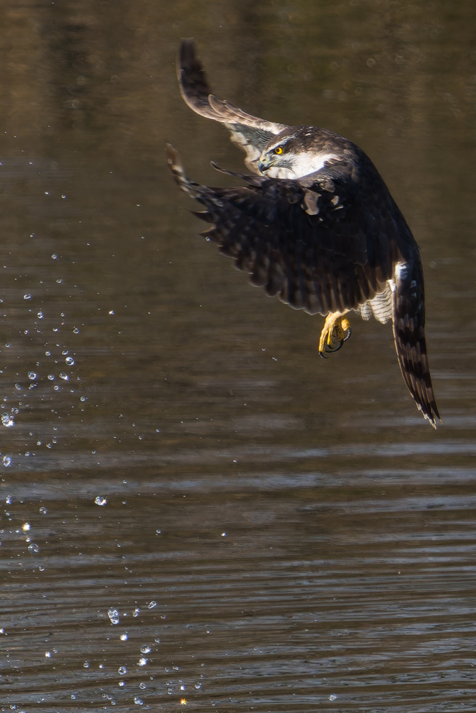 オオタカ狩り失敗