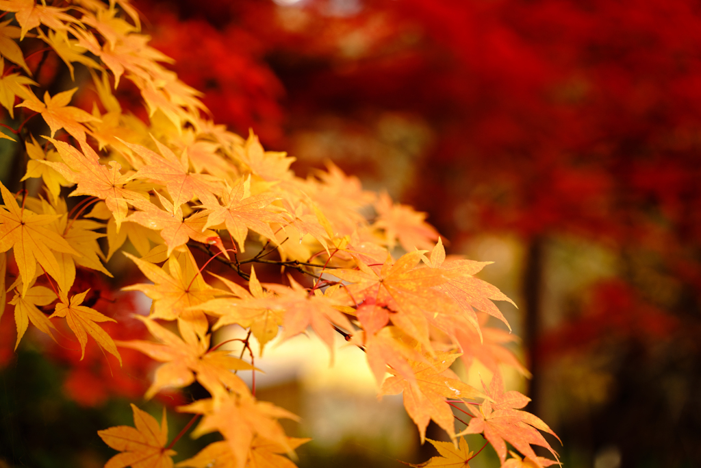 紅葉2　モミジ　大善寺