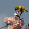 メジロと河津桜10