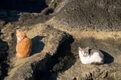 城ヶ島のにゃんず