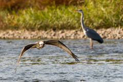 ミサゴ狩り空振り２