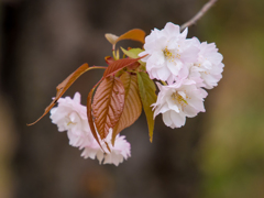 八重桜