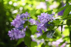 高幡不動の紫陽花4