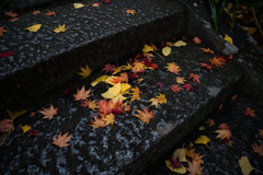 紅葉1　モミジ　大善寺