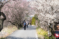 梅2