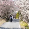 梅2