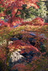 猿橋　紅葉3