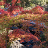 猿橋　紅葉3