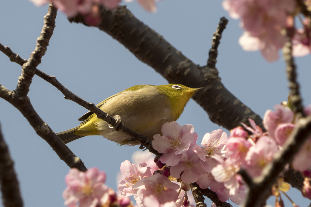 メジロと河津桜7