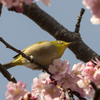 メジロと河津桜7