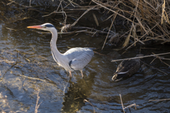 アオサギ、カモ