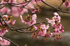 河津桜