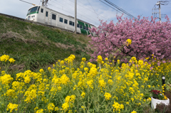 河津桜3