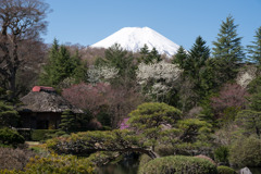 富士山と桜4