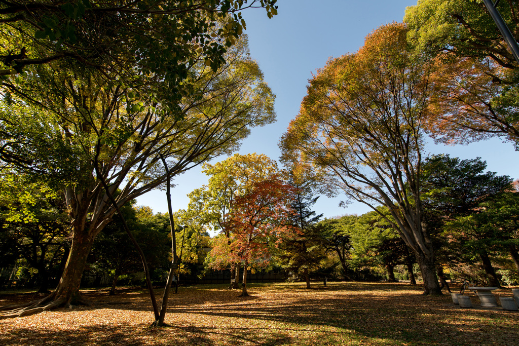 北の丸公園紅葉3