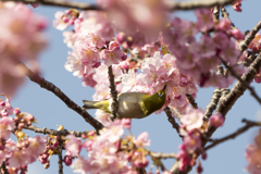 メジロと河津桜3