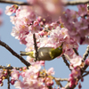 メジロと河津桜3