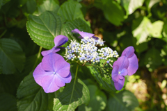 高幡不動の紫陽花7