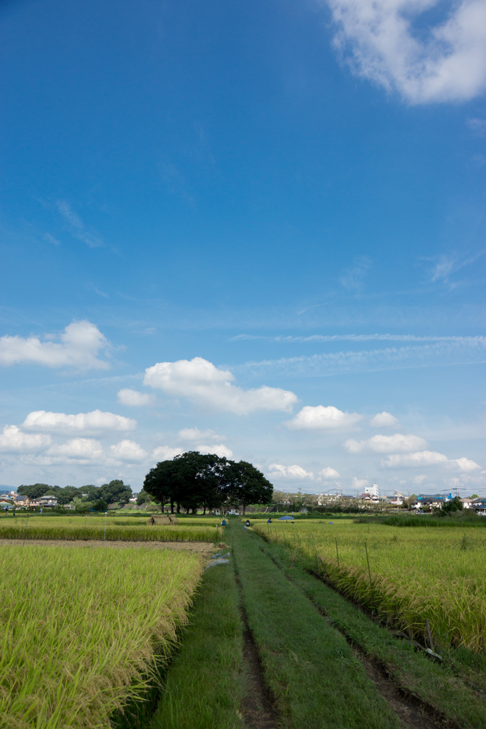 田園風景