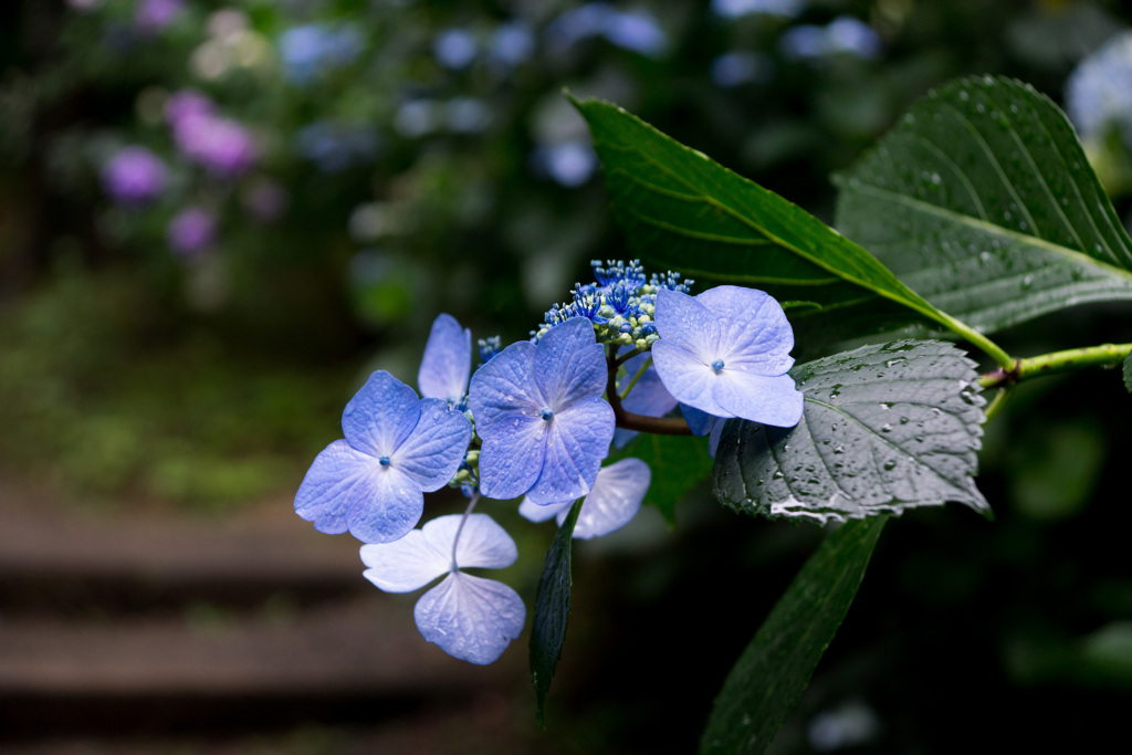 紫陽花3