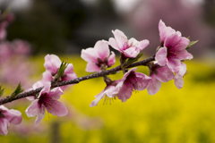 モモの花