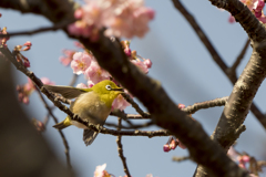 メジロと河津桜1