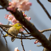 メジロと河津桜1