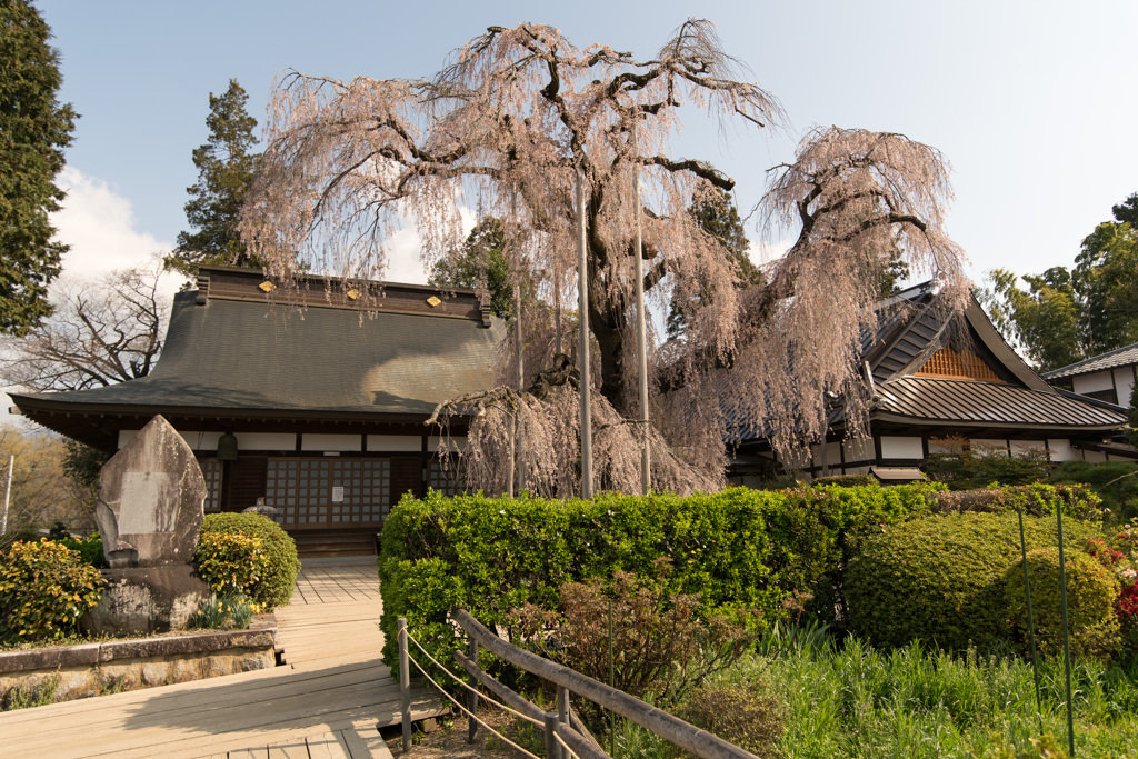 慈雲寺　枝垂桜3
