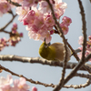メジロと河津桜5