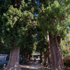 河口湖　浅間神社　御神木1