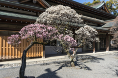 三島大社　梅