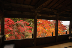 紅葉8　モミジ　大善寺